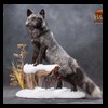 raccoondog-silverfox-lynx-reindeer-marten-taxidermy-007