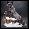 raccoondog-silverfox-lynx-reindeer-marten-taxidermy-008