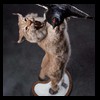 raccoondog-silverfox-lynx-reindeer-marten-taxidermy-012