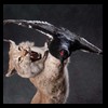 raccoondog-silverfox-lynx-reindeer-marten-taxidermy-014