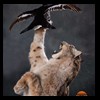 raccoondog-silverfox-lynx-reindeer-marten-taxidermy-015