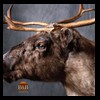 raccoondog-silverfox-lynx-reindeer-marten-taxidermy-016