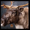 raccoondog-silverfox-lynx-reindeer-marten-taxidermy-017