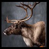 raccoondog-silverfox-lynx-reindeer-marten-taxidermy-018