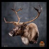 raccoondog-silverfox-lynx-reindeer-marten-taxidermy-019