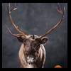 raccoondog-silverfox-lynx-reindeer-marten-taxidermy-020
