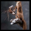 raccoondog-silverfox-lynx-reindeer-marten-taxidermy-021