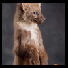 raccoondog-silverfox-lynx-reindeer-marten-taxidermy-022