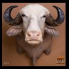 Nilgai-Watussi-Water-Buffalo-taxidermy-004