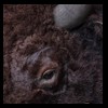 Nilgai-Watussi-Water-Buffalo-taxidermy-015