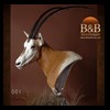 oryx-exotic-taxidermy-001