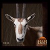oryx-exotic-taxidermy-004b