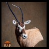 oryx-exotic-taxidermy-007
