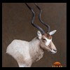 oryx-exotic-taxidermy-008