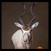 oryx-exotic-taxidermy-009