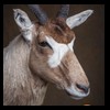 oryx-exotic-taxidermy-010