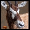 oryx-exotic-taxidermy-011