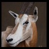oryx-exotic-taxidermy-013