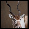 oryx-exotic-taxidermy-014