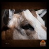 oryx-exotic-taxidermy-015