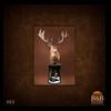 exotic-taxidermy-red-stag-003a