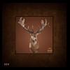 exotic-taxidermy-red-stag-004a