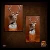 exotic-taxidermy-red-stag-005a
