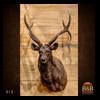 exotic-taxidermy-red-stag-013