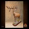 exotic-taxidermy-red-stag-014