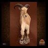 exotic-sheep-goats-ibex-chamois-texas-dall-audad-tahr-red-four-horned-feral-goat-arrapawa-argali-taxidermy-001