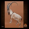 exotic-sheep-goats-ibex-chamois-texas-dall-audad-tahr-red-four-horned-feral-goat-arrapawa-argali-taxidermy-002