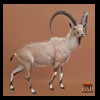 exotic-sheep-goats-ibex-chamois-texas-dall-audad-tahr-red-four-horned-feral-goat-arrapawa-argali-taxidermy-003