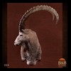 exotic-sheep-goats-ibex-chamois-texas-dall-audad-tahr-red-four-horned-feral-goat-arrapawa-argali-taxidermy-004