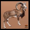 exotic-sheep-goats-ibex-chamois-texas-dall-audad-tahr-red-four-horned-feral-goat-arrapawa-argali-taxidermy-006