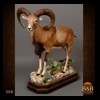 exotic-sheep-goats-ibex-chamois-texas-dall-audad-tahr-red-four-horned-feral-goat-arrapawa-argali-taxidermy-008