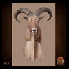 exotic-sheep-goats-ibex-chamois-texas-dall-audad-tahr-red-four-horned-feral-goat-arrapawa-argali-taxidermy-010