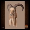 exotic-sheep-goats-ibex-chamois-texas-dall-audad-tahr-red-four-horned-feral-goat-arrapawa-argali-taxidermy-011