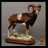 exotic-sheep-goats-ibex-chamois-texas-dall-audad-tahr-red-four-horned-feral-goat-arrapawa-argali-taxidermy-024