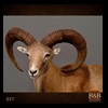 exotic-sheep-goats-ibex-chamois-texas-dall-audad-tahr-red-four-horned-feral-goat-arrapawa-argali-taxidermy-027