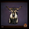 exotic-sheep-goats-ibex-chamois-texas-dall-audad-tahr-red-four-horned-feral-goat-arrapawa-argali-taxidermy-028