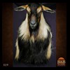 exotic-sheep-goats-ibex-chamois-texas-dall-audad-tahr-red-four-horned-feral-goat-arrapawa-argali-taxidermy-029