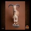 exotic-sheep-goats-ibex-chamois-texas-dall-audad-tahr-red-four-horned-feral-goat-arrapawa-argali-taxidermy-032
