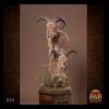 exotic-sheep-goats-ibex-chamois-texas-dall-audad-tahr-red-four-horned-feral-goat-arrapawa-argali-taxidermy-033