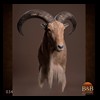 exotic-sheep-goats-ibex-chamois-texas-dall-audad-tahr-red-four-horned-feral-goat-arrapawa-argali-taxidermy-034