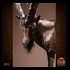 exotic-sheep-goats-ibex-chamois-texas-dall-audad-tahr-red-four-horned-feral-goat-arrapawa-argali-taxidermy-035