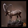 exotic-sheep-goats-ibex-chamois-texas-dall-audad-tahr-red-four-horned-feral-goat-arrapawa-argali-taxidermy-036