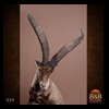 exotic-sheep-goats-ibex-chamois-texas-dall-audad-tahr-red-four-horned-feral-goat-arrapawa-argali-taxidermy-039