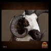 exotic-sheep-goats-ibex-chamois-texas-dall-audad-tahr-red-four-horned-feral-goat-arrapawa-argali-taxidermy-043