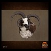 exotic-sheep-goats-ibex-chamois-texas-dall-audad-tahr-red-four-horned-feral-goat-arrapawa-argali-taxidermy-044