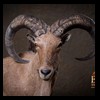 exotic-sheep-goats-ibex-chamois-texas-dall-audad-tahr-red-four-horned-feral-goat-arrapawa-argali-taxidermy-049